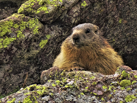 Spettacolo di fiori e marmotte sui sentieri per i Laghetti di Ponteranica – 18magg22  - FOTOGALLERY